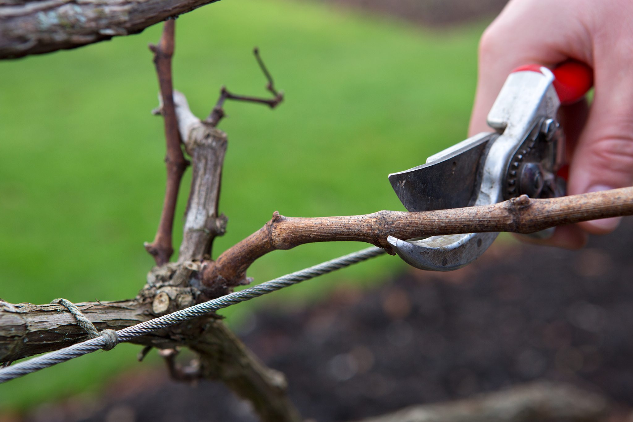 2048×1365-How-to-winter-prune-clematis-LI3057615-6f697c1 Hand pruning a small branch with bypass pruners